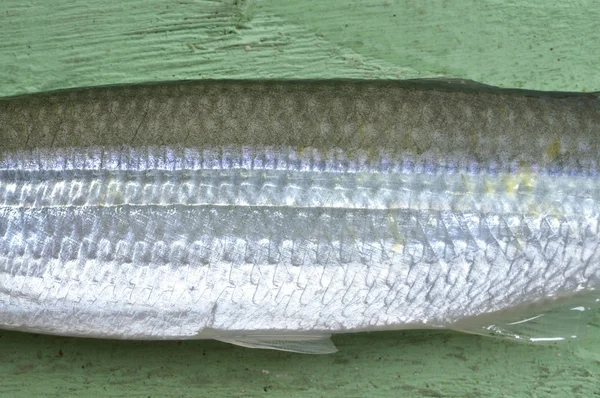 Fish closeup — Stock Photo, Image