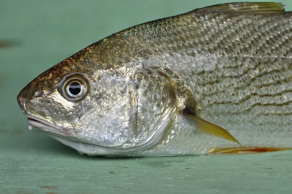Риба обапола — стокове фото