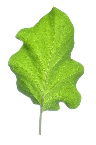 Bakłażan liść — Zdjęcie stockowe
