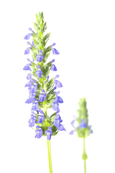 Flor de chia — Fotografia de Stock