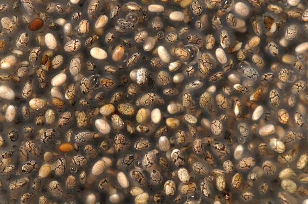 Semillas de chía en agua —  Fotos de Stock