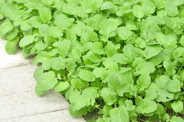 Mostarda verde — Fotografia de Stock