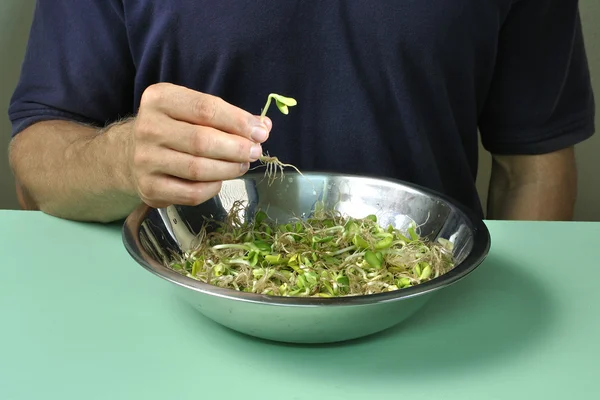 Zonnebloem spruiten te eten — Stockfoto