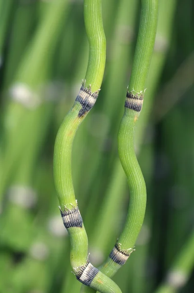 Plante de prêle courbée — Photo