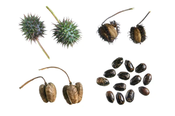 Castor bean propagation cycle — Stock Photo, Image