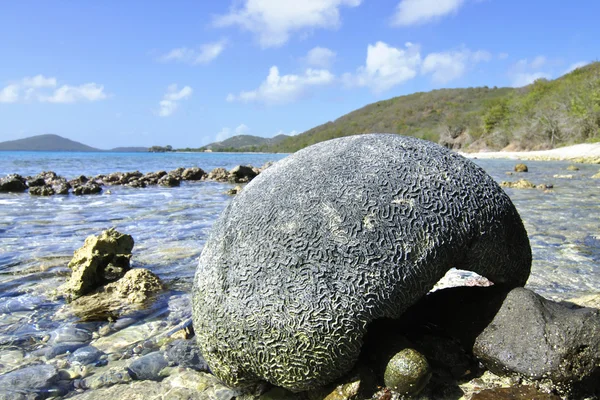 Brain coral — Stock Photo, Image