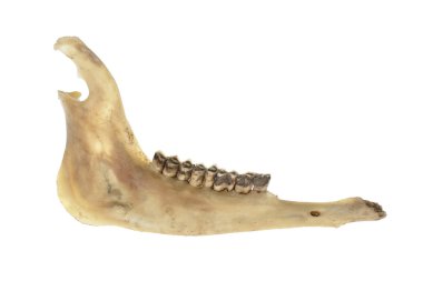geyik jawbone