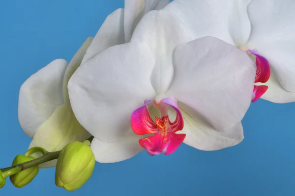Phalaenopsis orchid — Stock Photo, Image