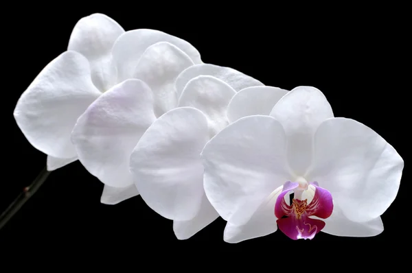 Orquídea Phalaenopsis — Foto de Stock