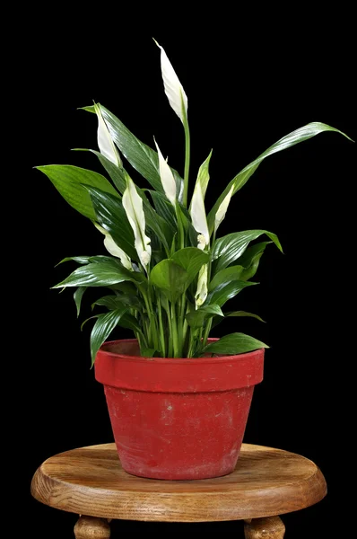 Spath lily — Stock Photo, Image