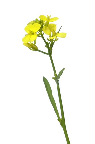 Mustard flower — Stock Photo, Image