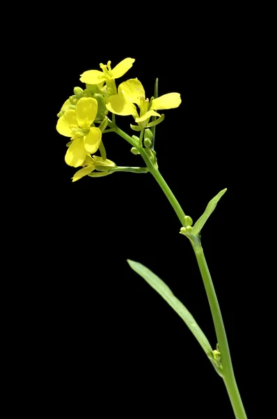 Mustár virág — Stock Fotó