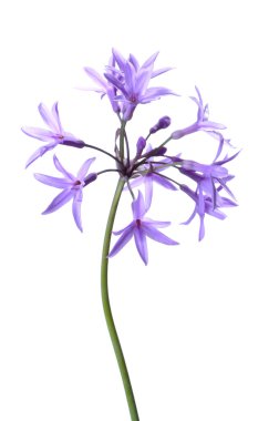 toplum sarımsak çiçek