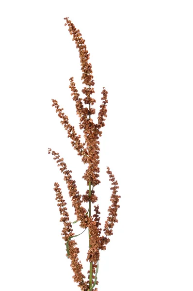 カールのドックの花のスパイク — ストック写真