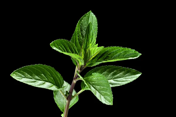 Mint plant — Stock Photo, Image