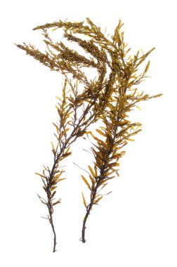 Japon wireweed