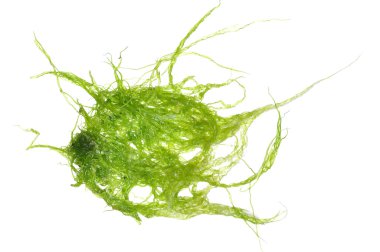 Green algae clipart