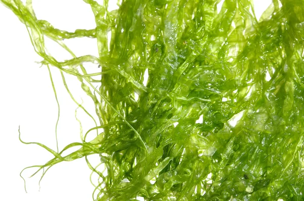 Algas marinas verdes —  Fotos de Stock