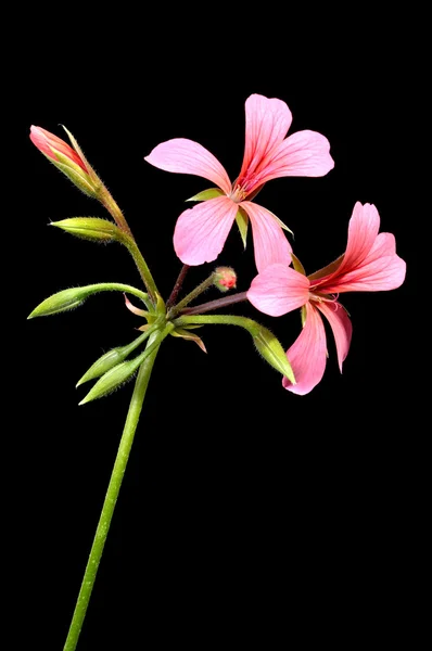 Γεράνι λουλούδι — Φωτογραφία Αρχείου