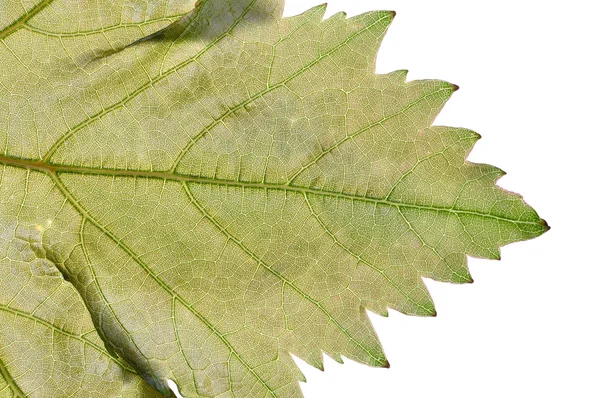 Druva blad — Stockfoto