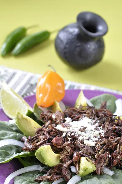 Mexican grasshopper salad — Stock Photo, Image