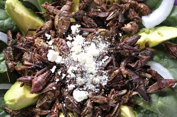 Grasshopper salad — Stock Photo, Image