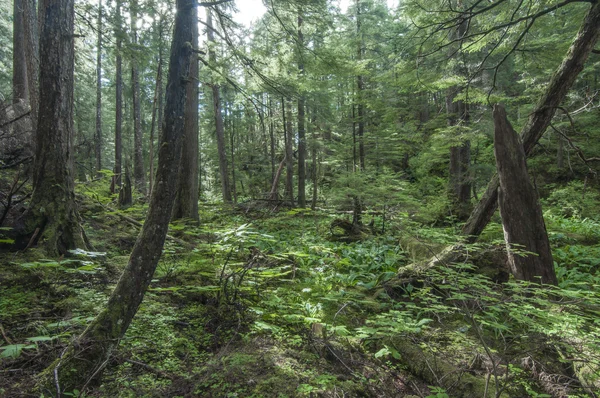 Güneydoğu alaska orman — Stok fotoğraf