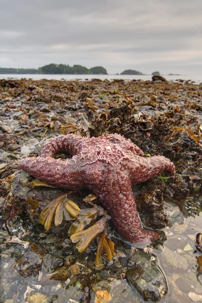 Lowtide — Stock Photo, Image