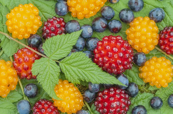 Wild Alaskan berries — Stock Photo, Image