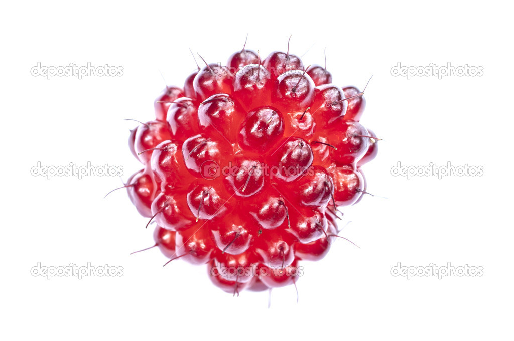 Red salmonberry