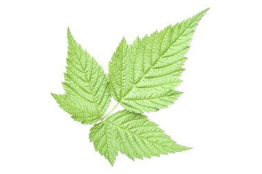 trifoliate salmonberry yaprak