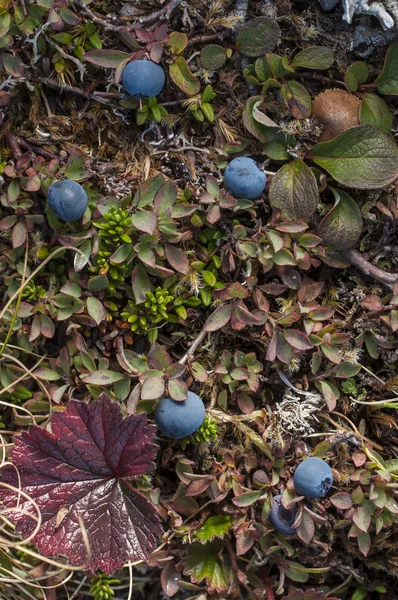 Bog blueberry — Stock Photo, Image