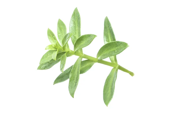 Sea purslane — Stock Photo, Image