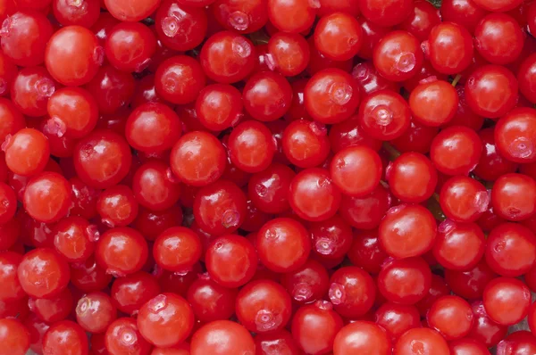 Red huckleberries — Stock Photo, Image