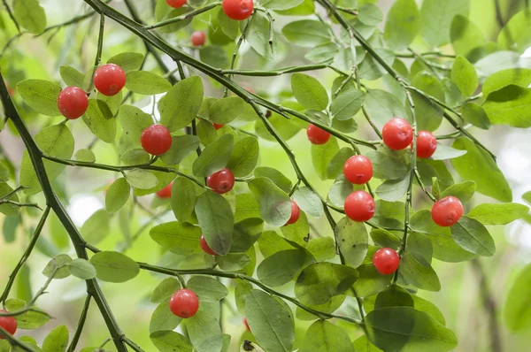 Vörös huckleberries — Stock Fotó