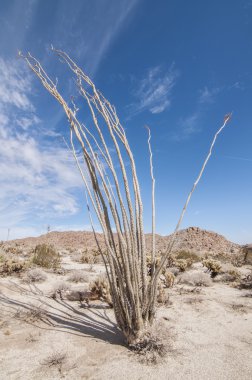 Ocotillo kaktüs