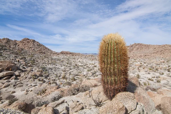 Barrel cactus — Stock Photo, Image