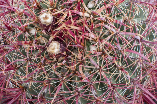 Small fruits on barrel cactus — Stock Photo, Image