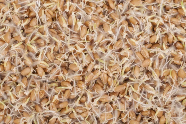 Sprouted wheat — Stock Photo, Image