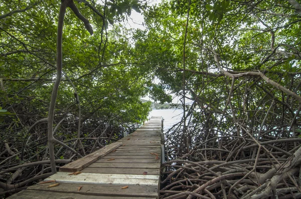 Mangrove Ormanı — Stok fotoğraf