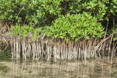 genç ve olgun mangroves