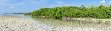 Mangrove lagoon panoramic clipart