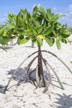 Genç mangrov portre