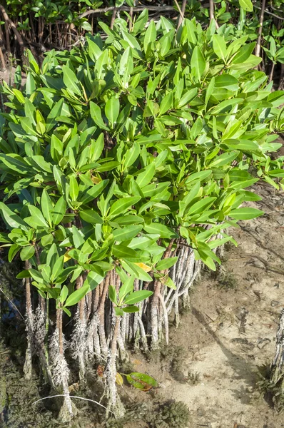 Young mangroves — Stock Photo, Image