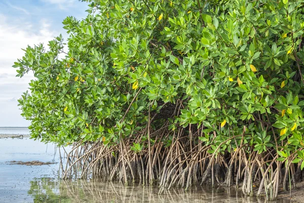 Mangrove i lagunen — Stockfoto