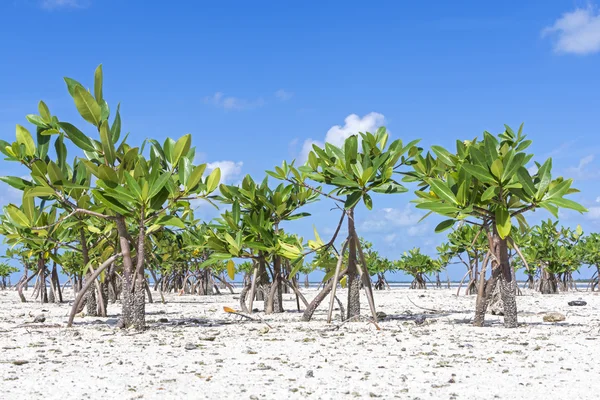 Giovani mangrovie sulla spiaggia — Foto Stock