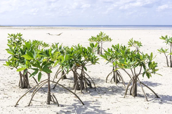 Genç mangroves — Stok fotoğraf