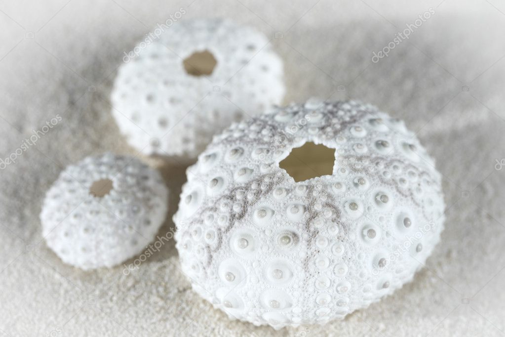 White sea urchin shells