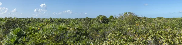 Yucatan jungle horizon — Stock Photo, Image