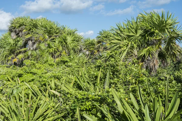 Fogliame tropicale — Foto Stock